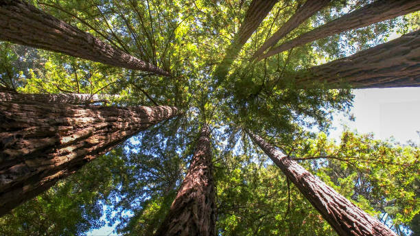 How Our Tree Care Process Works  in The Meadows, FL